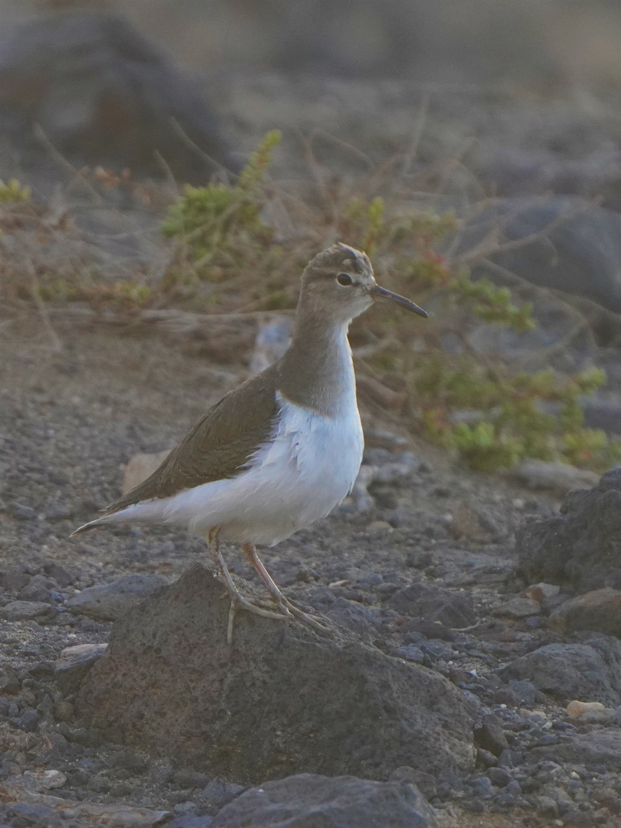 Common Sandpiper - ML476427841