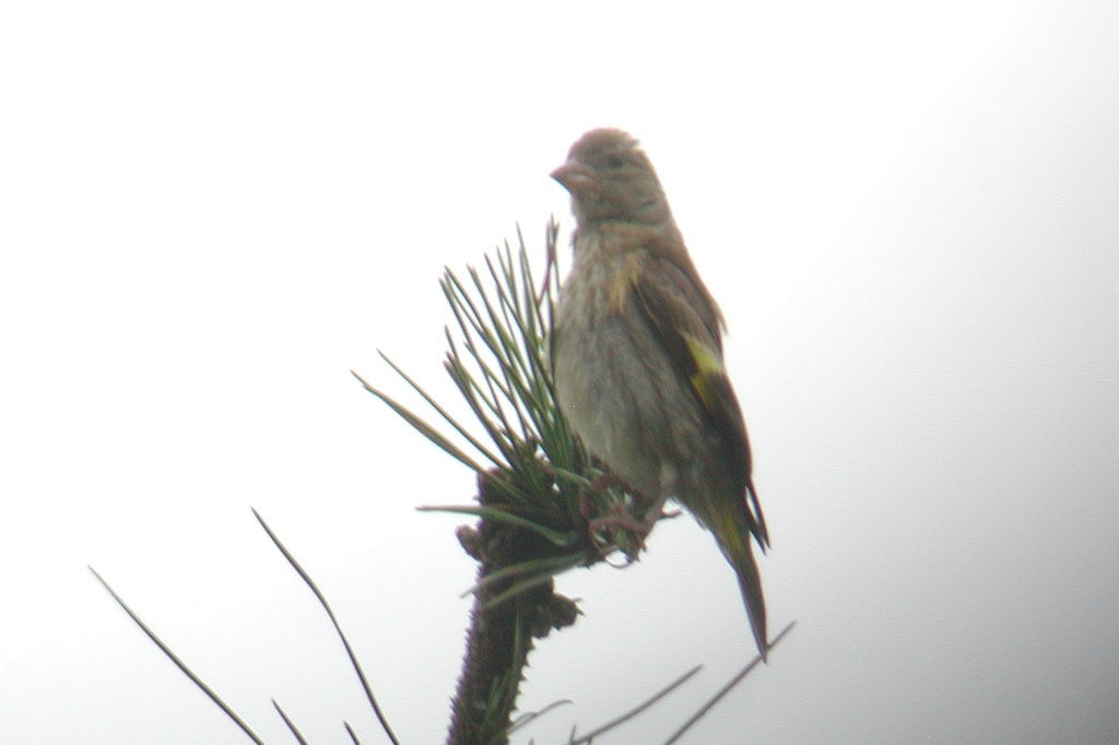 Oriental Greenfinch - ML47642791