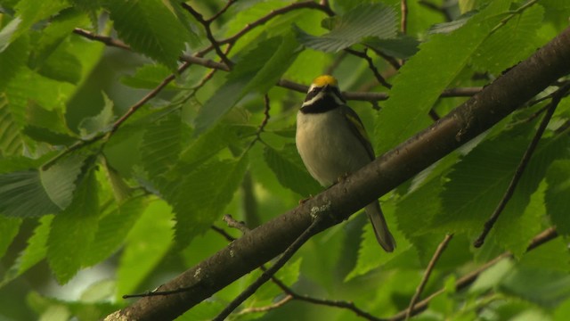 Golden-winged Warbler - ML476428