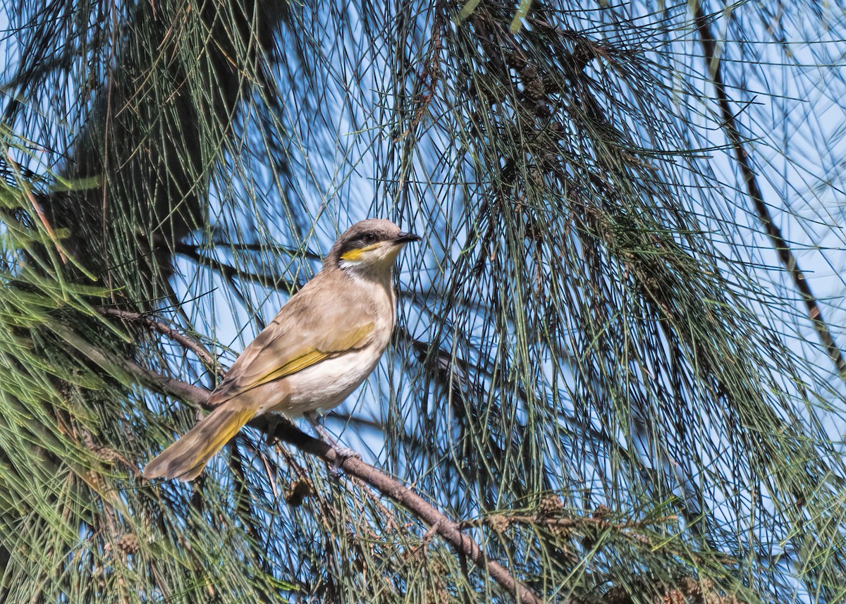 Singing Honeyeater - ML476428501