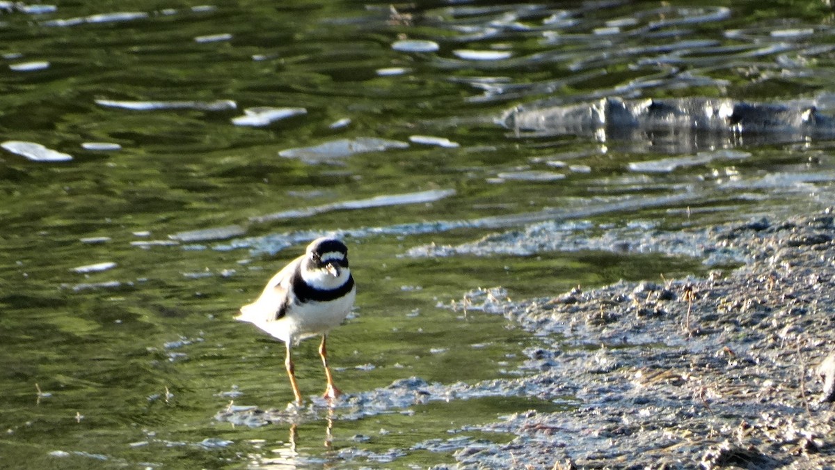 Semipalmated Plover - ML476429001