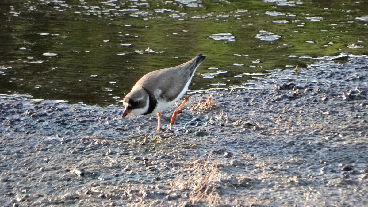 Semipalmated Plover - ML476429021