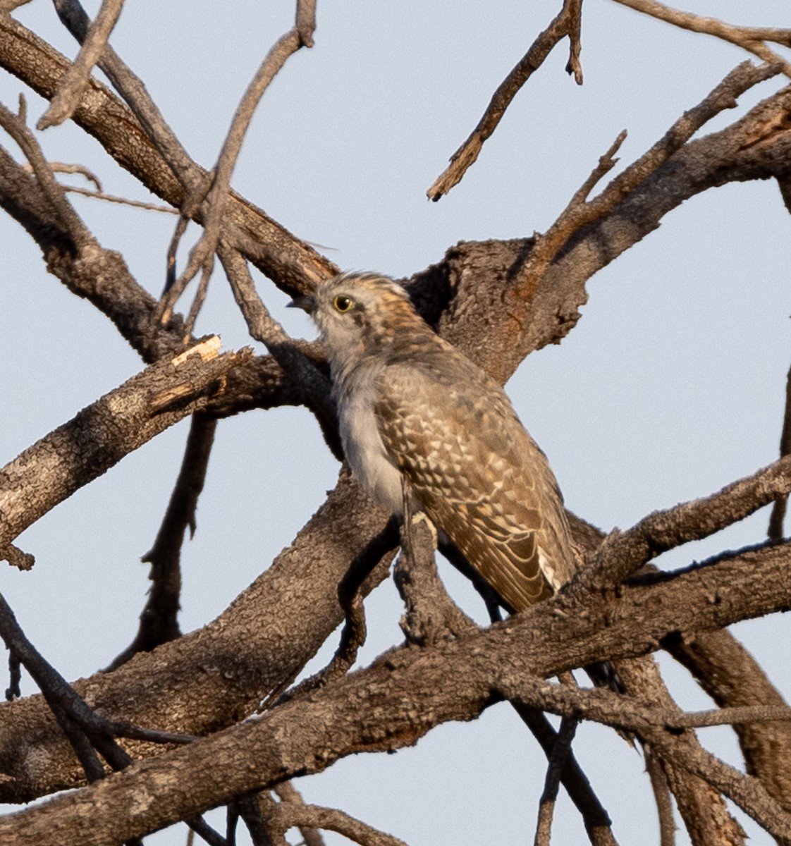 Pallid Cuckoo - Luke sbeghen