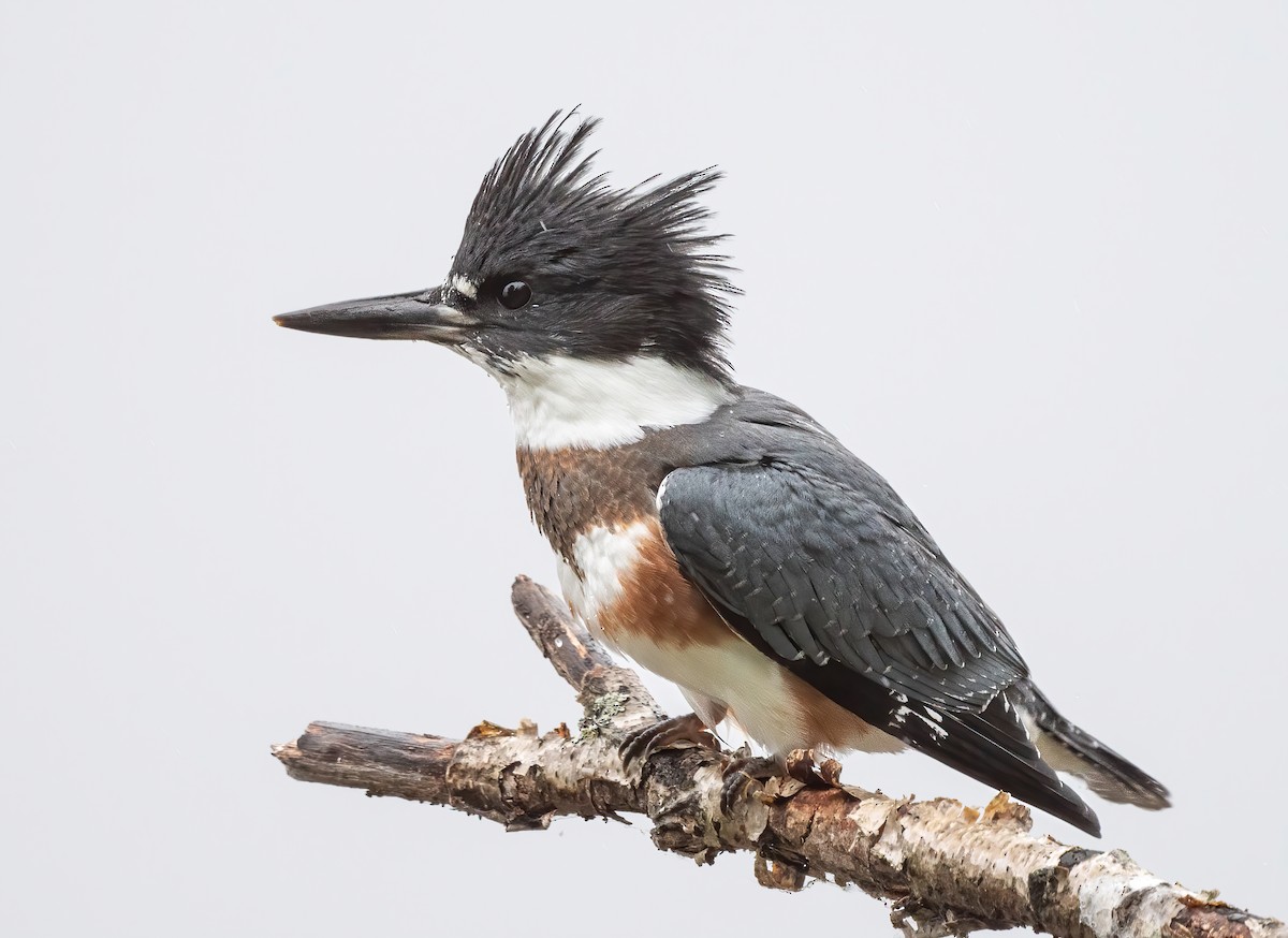 Belted Kingfisher - Annie Lavoie