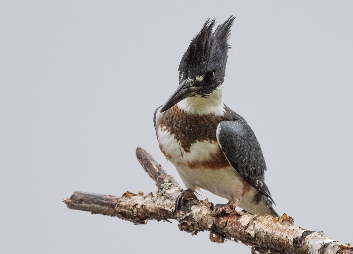 Belted Kingfisher - Annie Lavoie