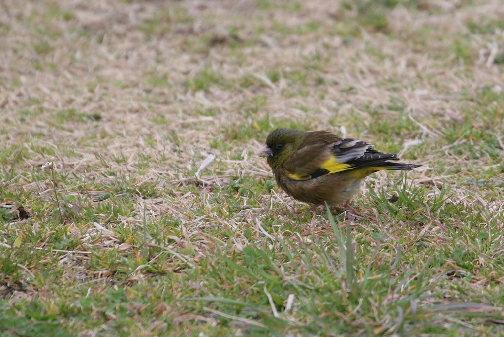 Oriental Greenfinch - ML47643011