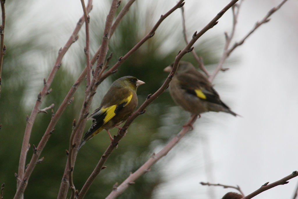 Oriental Greenfinch - ML47643021