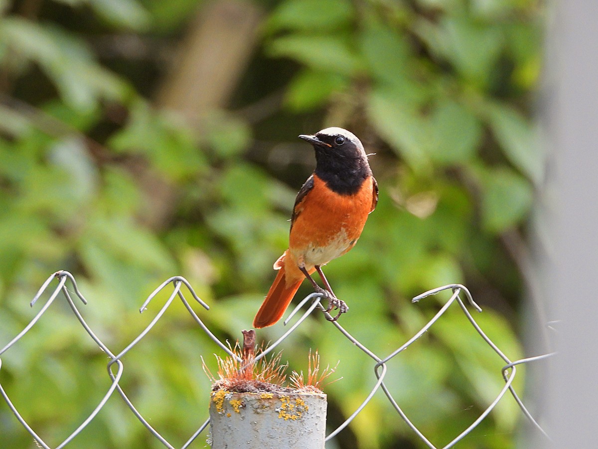 Common Redstart - ML476430651