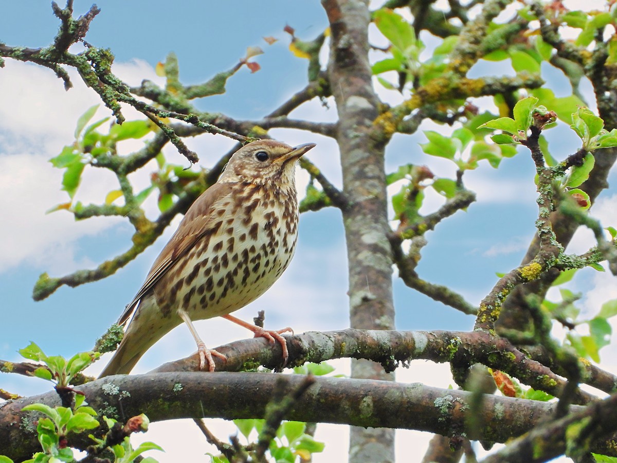 Song Thrush - ML476432891