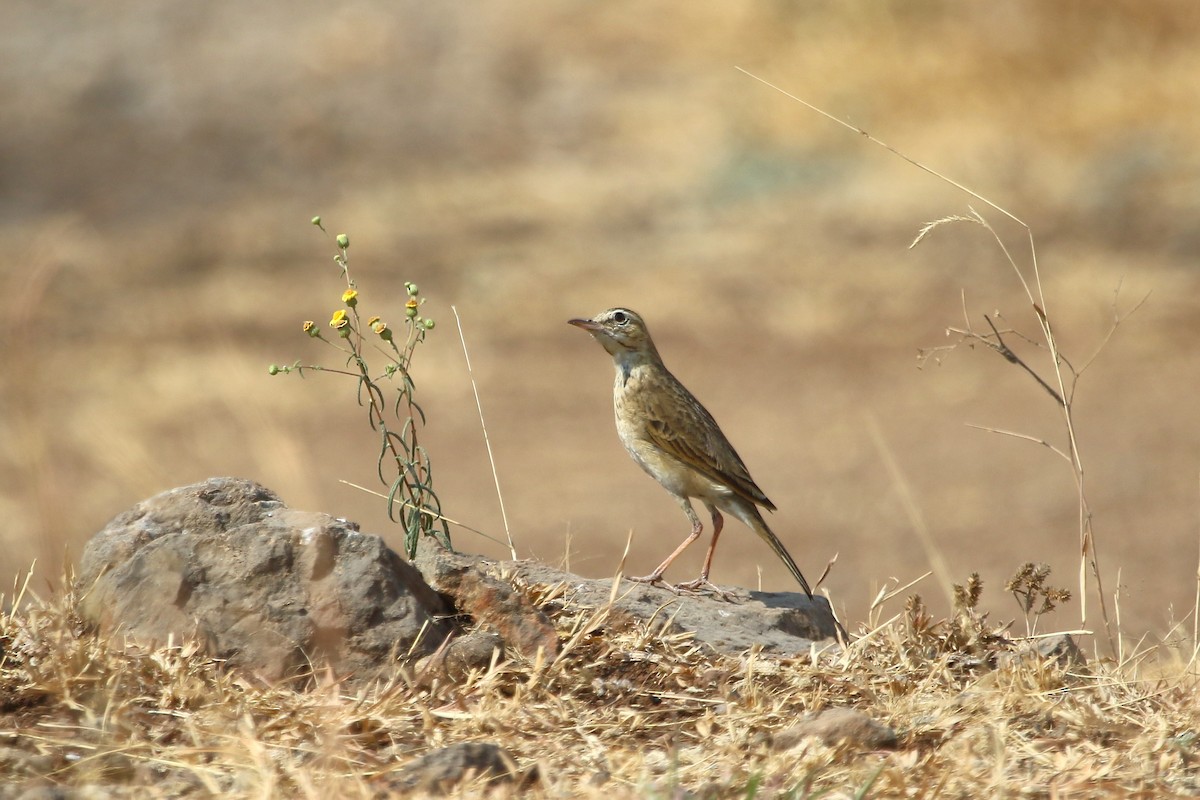 Pipit rousseline - ML47643291