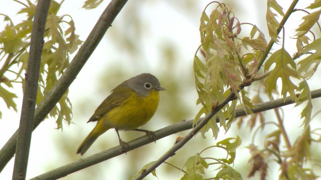 Nashville Warbler - ML476433