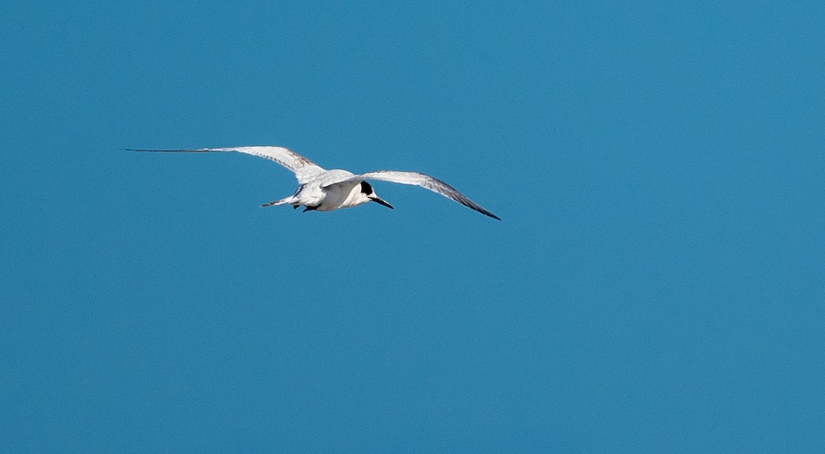 White-fronted Tern - ML476434571
