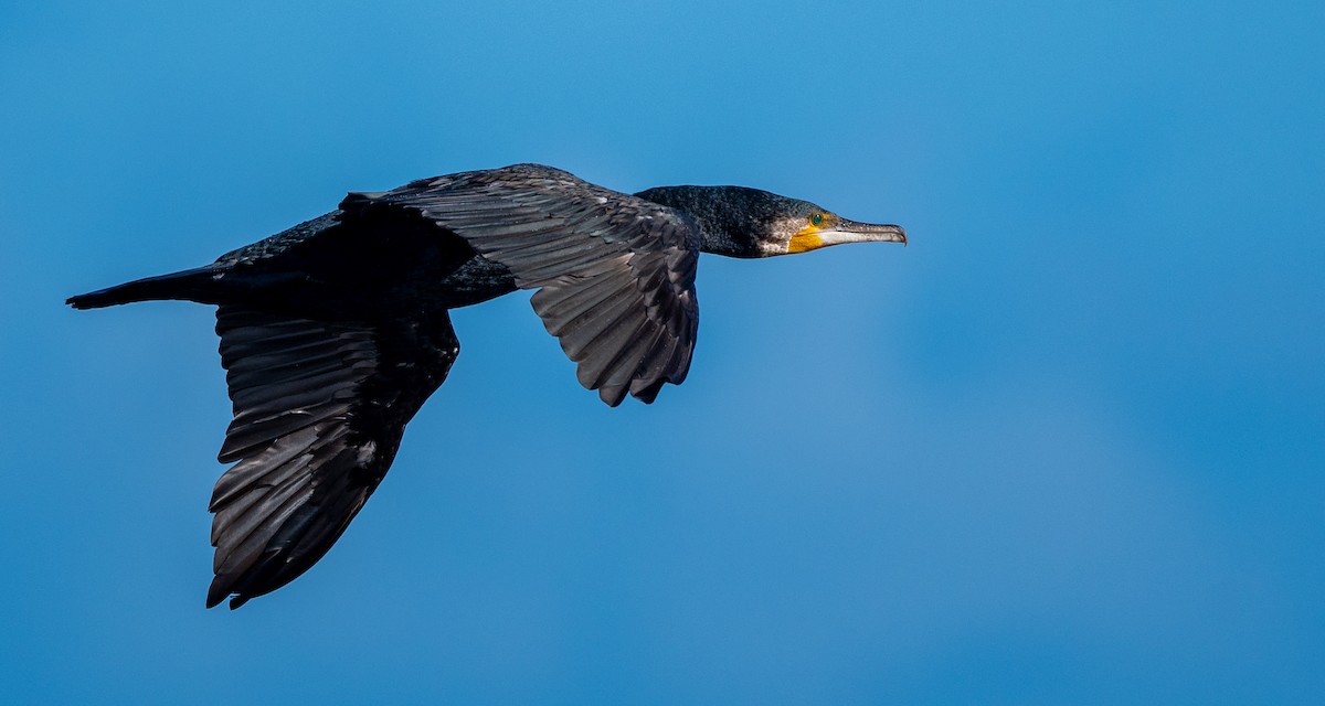 Great Cormorant - ML476434631