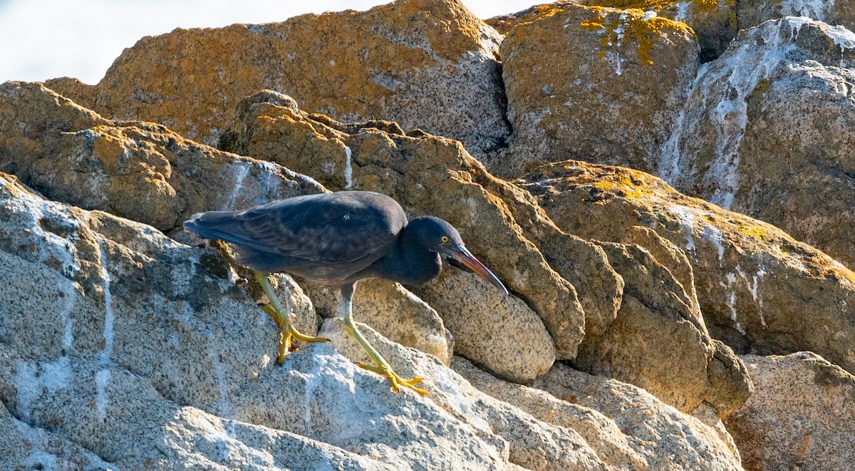 Pacific Reef-Heron - ML476434651