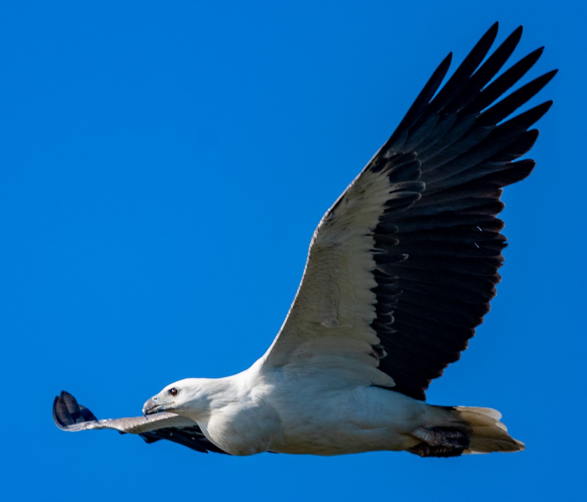 White-bellied Sea-Eagle - ML476434701