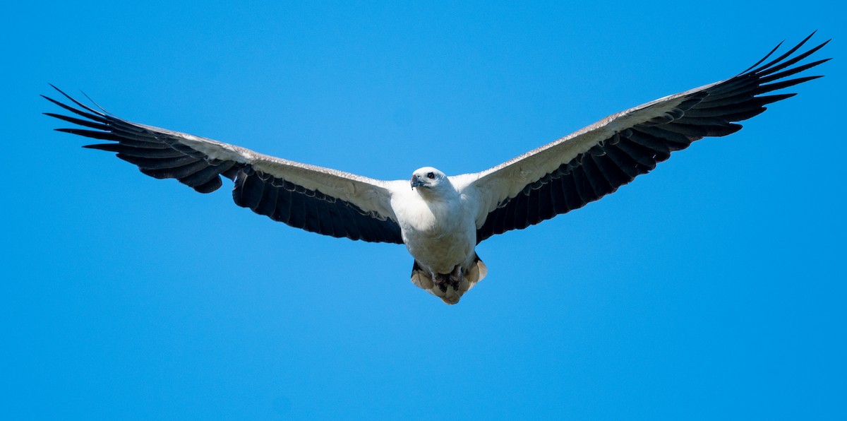 White-bellied Sea-Eagle - ML476434711