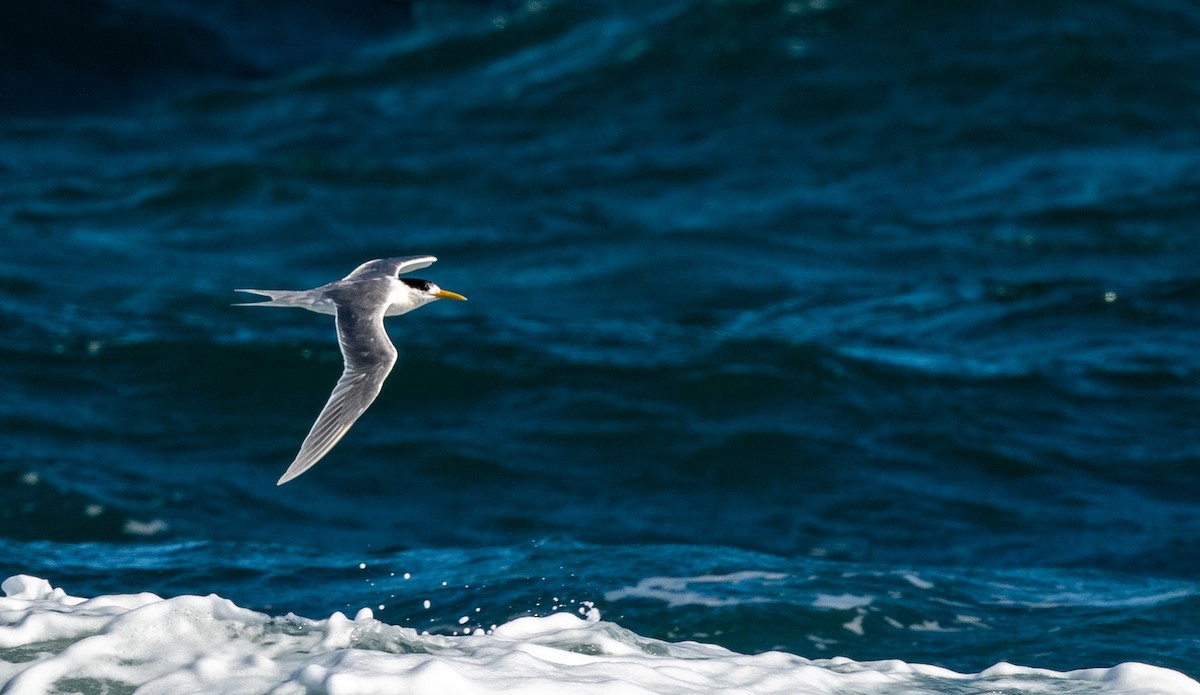 Great Crested Tern - Rob Clay