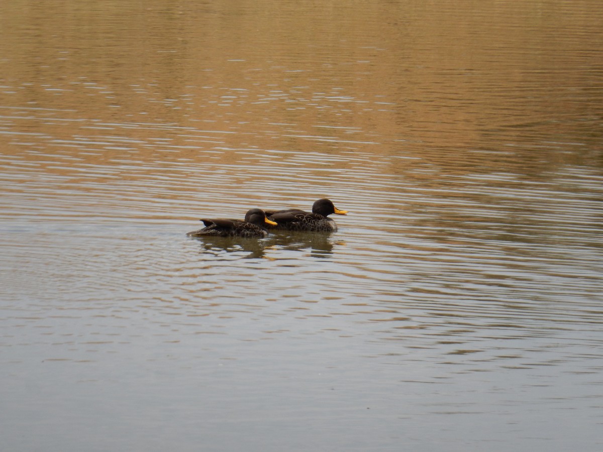 Yellow-billed Duck - ML476435611