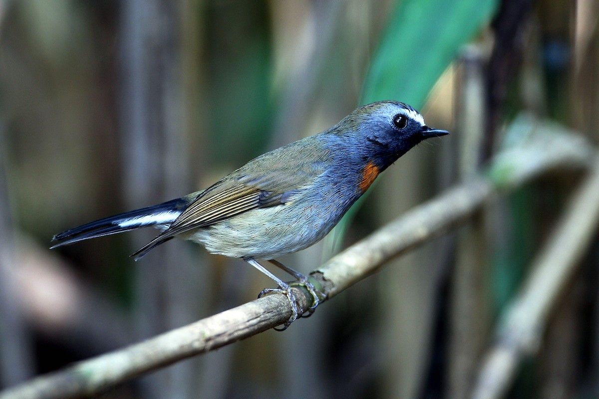 Rufous-gorgeted Flycatcher - ML476437091