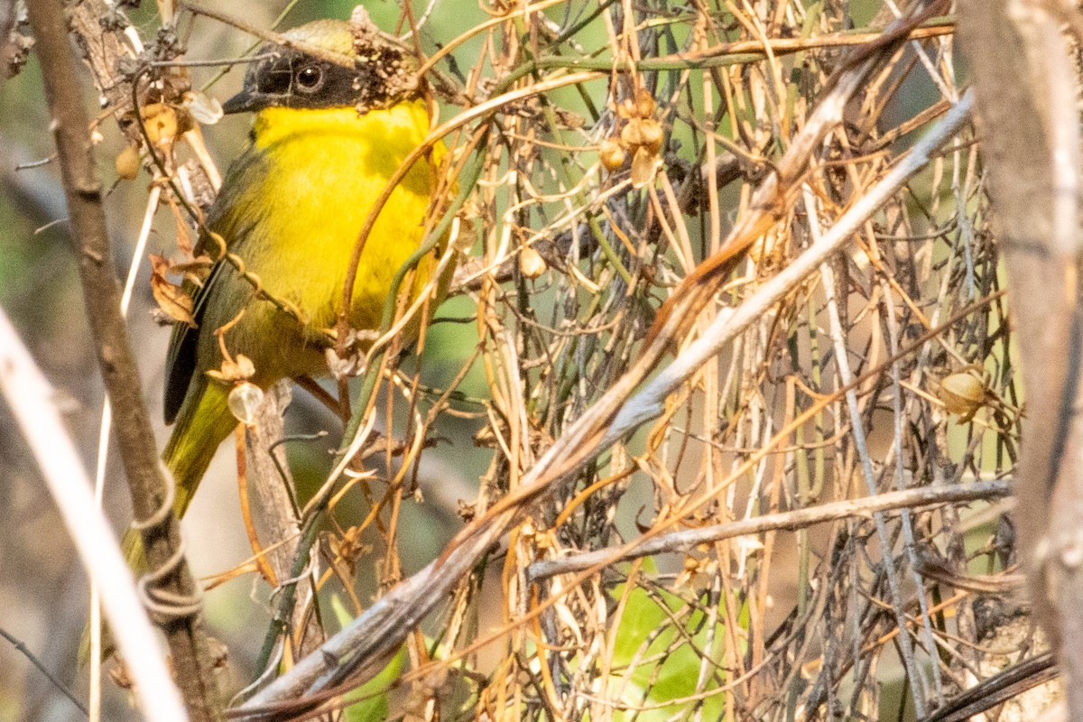 Hooded Yellowthroat - ML476437491