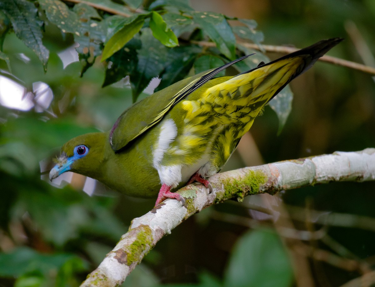 Yellow-vented Green-Pigeon - Neoh Hor Kee