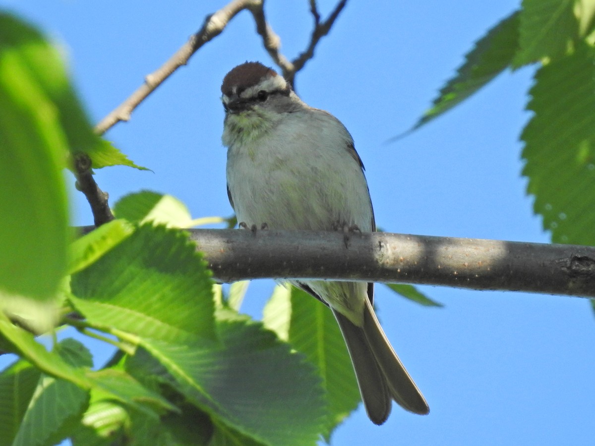 Chipping Sparrow - ML476438241