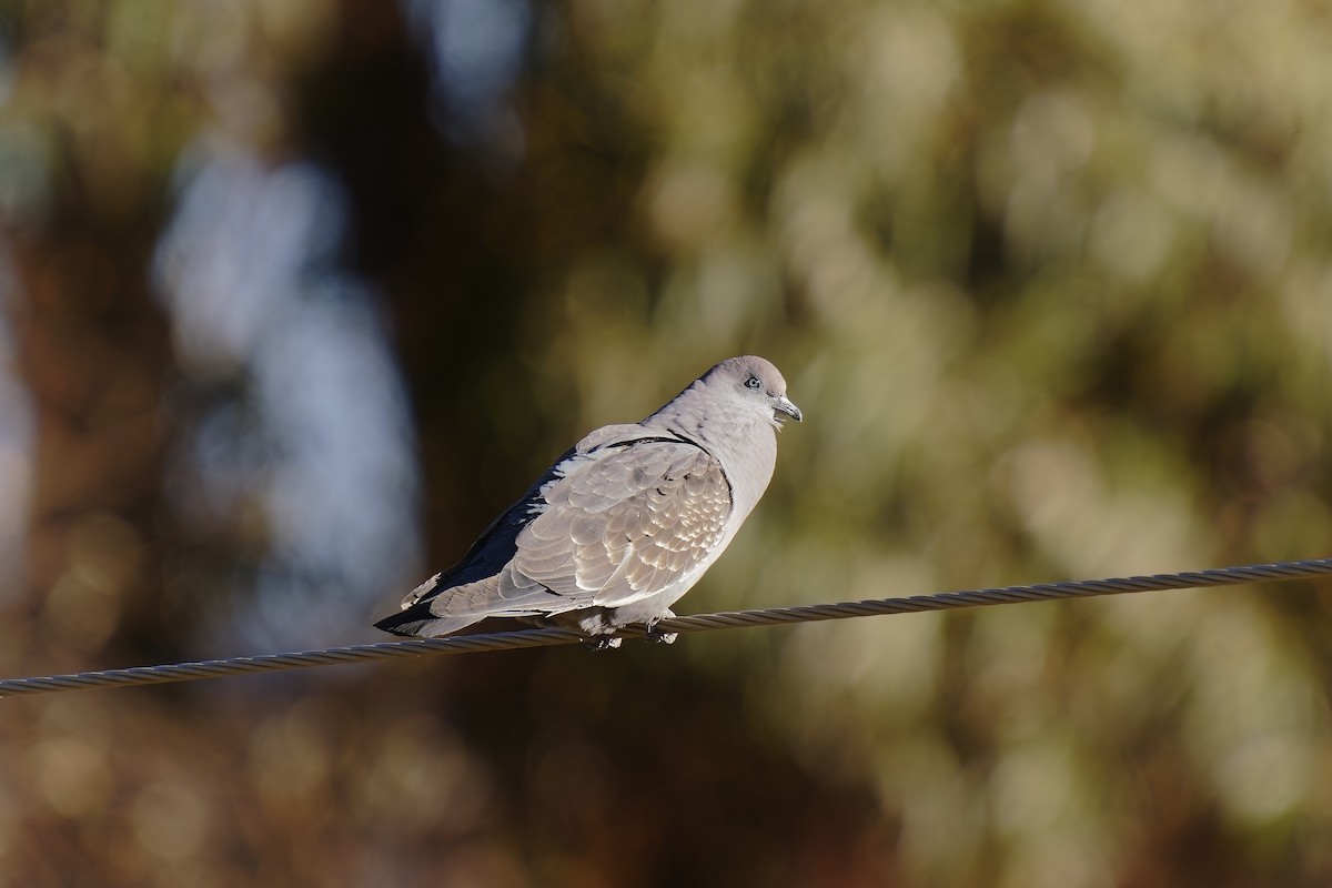 Spot-winged Pigeon - Holger Teichmann