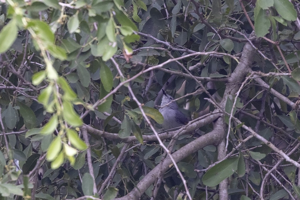 Red-winged Gray Warbler - ML476439871