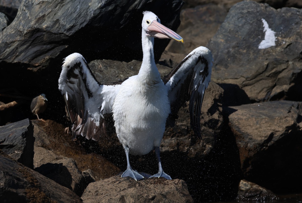 Australian Pelican - Andy Gee