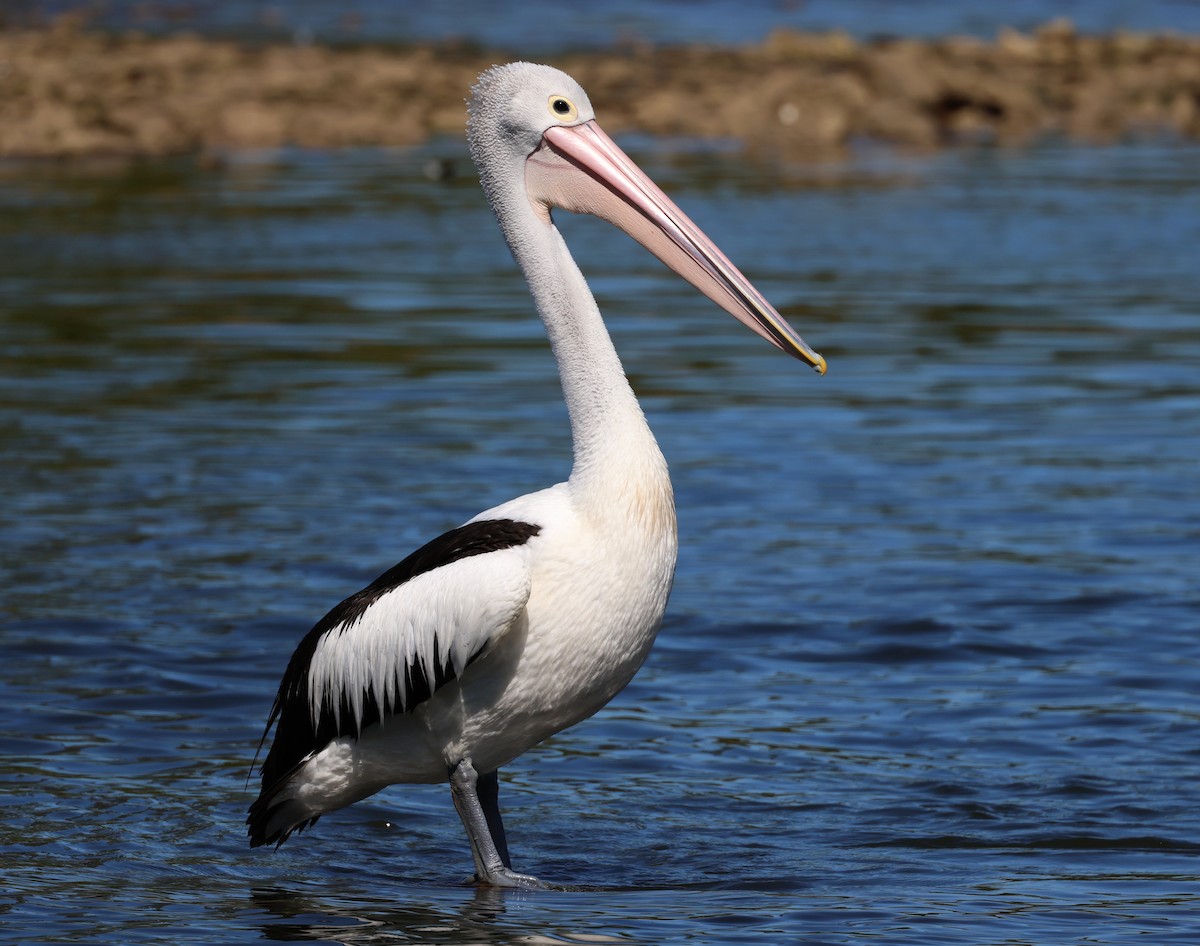 Australian Pelican - Andy Gee