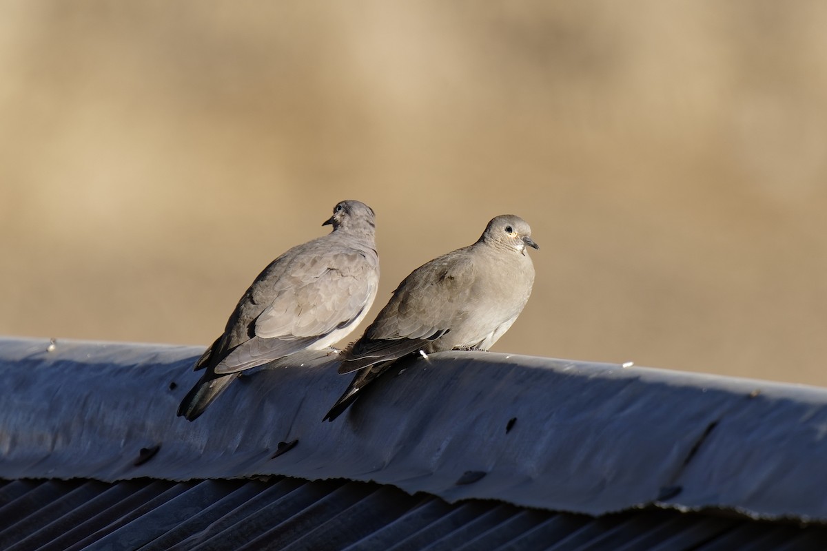 Black-winged Ground Dove - ML476440831