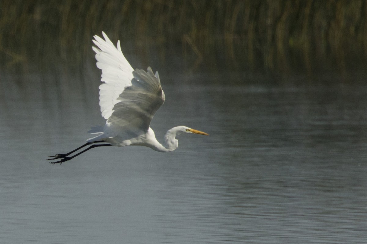 Great Egret - ML476440911