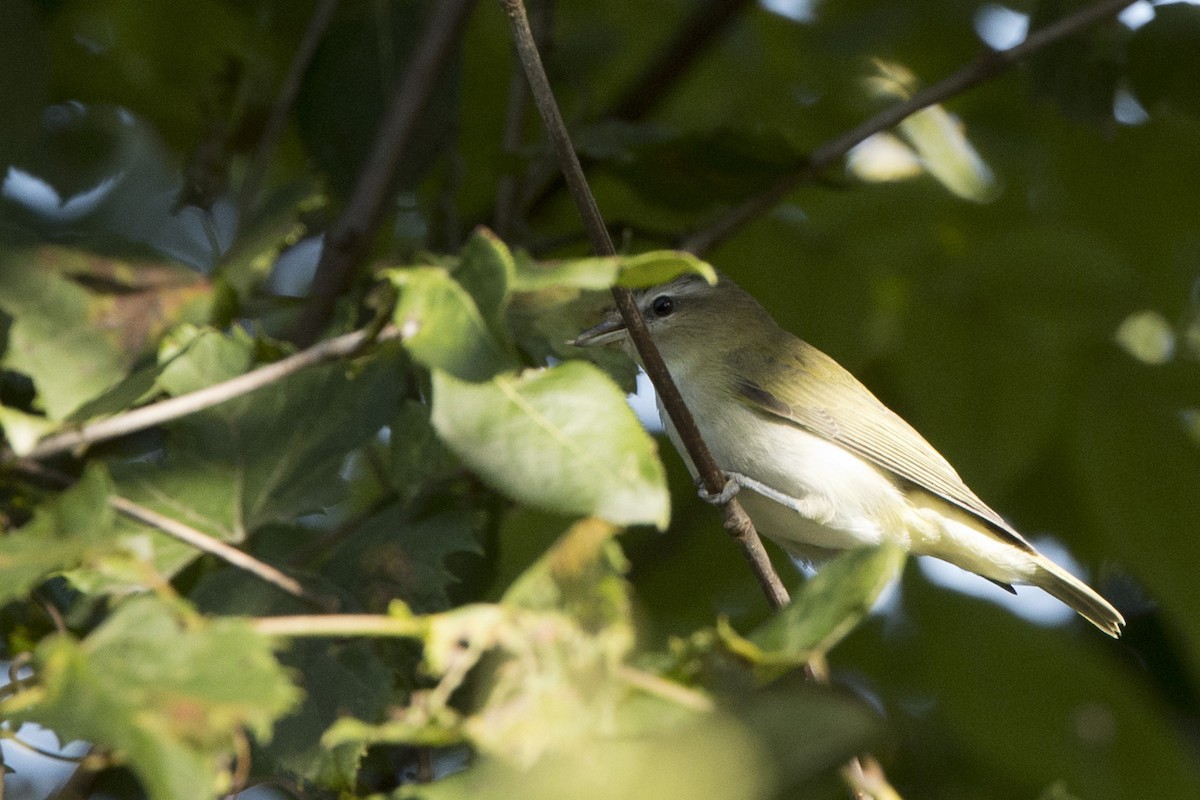 Red-eyed Vireo - ML476441561