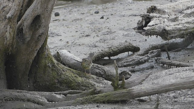 Louisiana/Northern Waterthrush - ML476442751