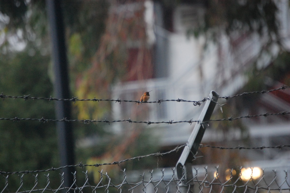 Rufous/Allen's Hummingbird - ML47644761