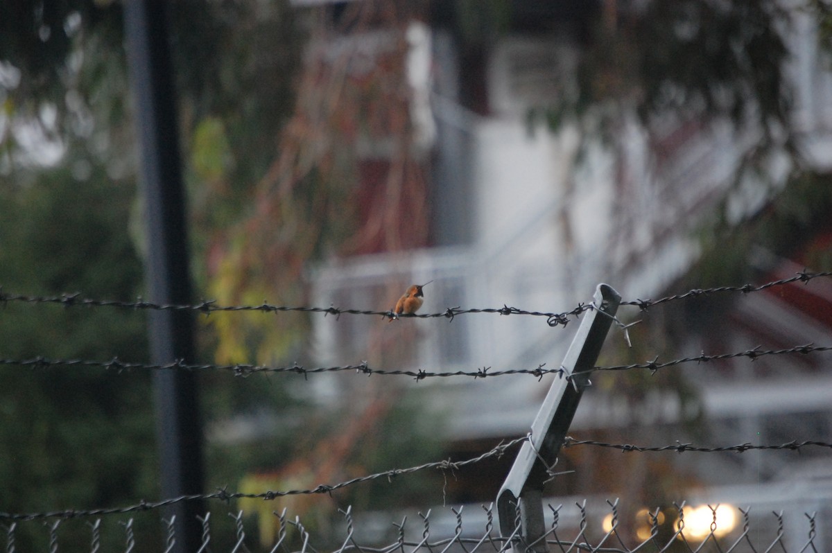 Rufous/Allen's Hummingbird - ML47644771