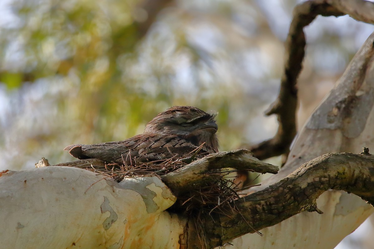 Tawny Frogmouth - ML476449351