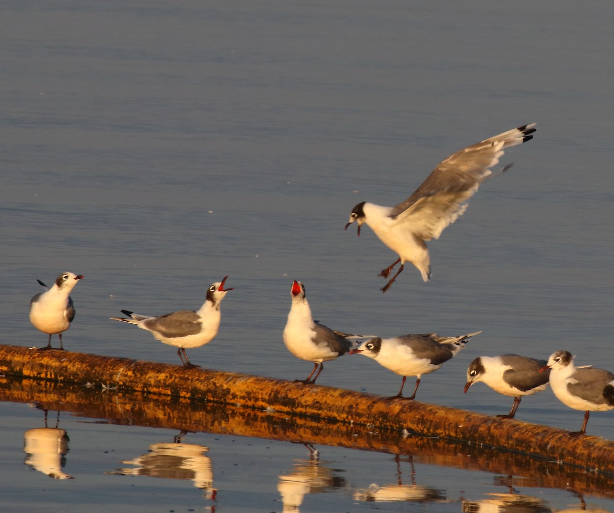 Franklin's Gull - Mark E Land