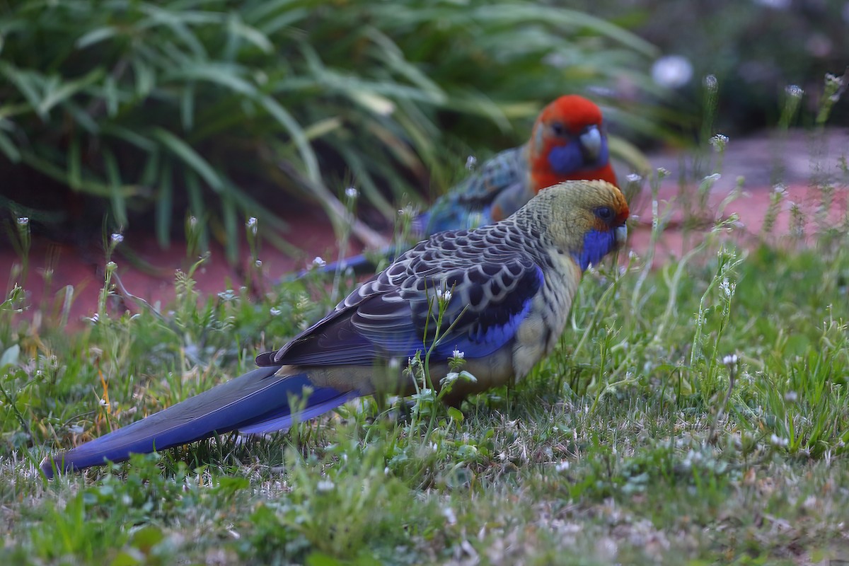 Perico Elegante - ML476449401