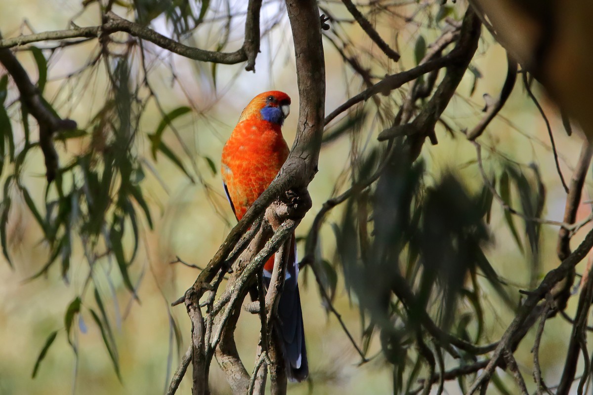 Crimson Rosella - ML476449411