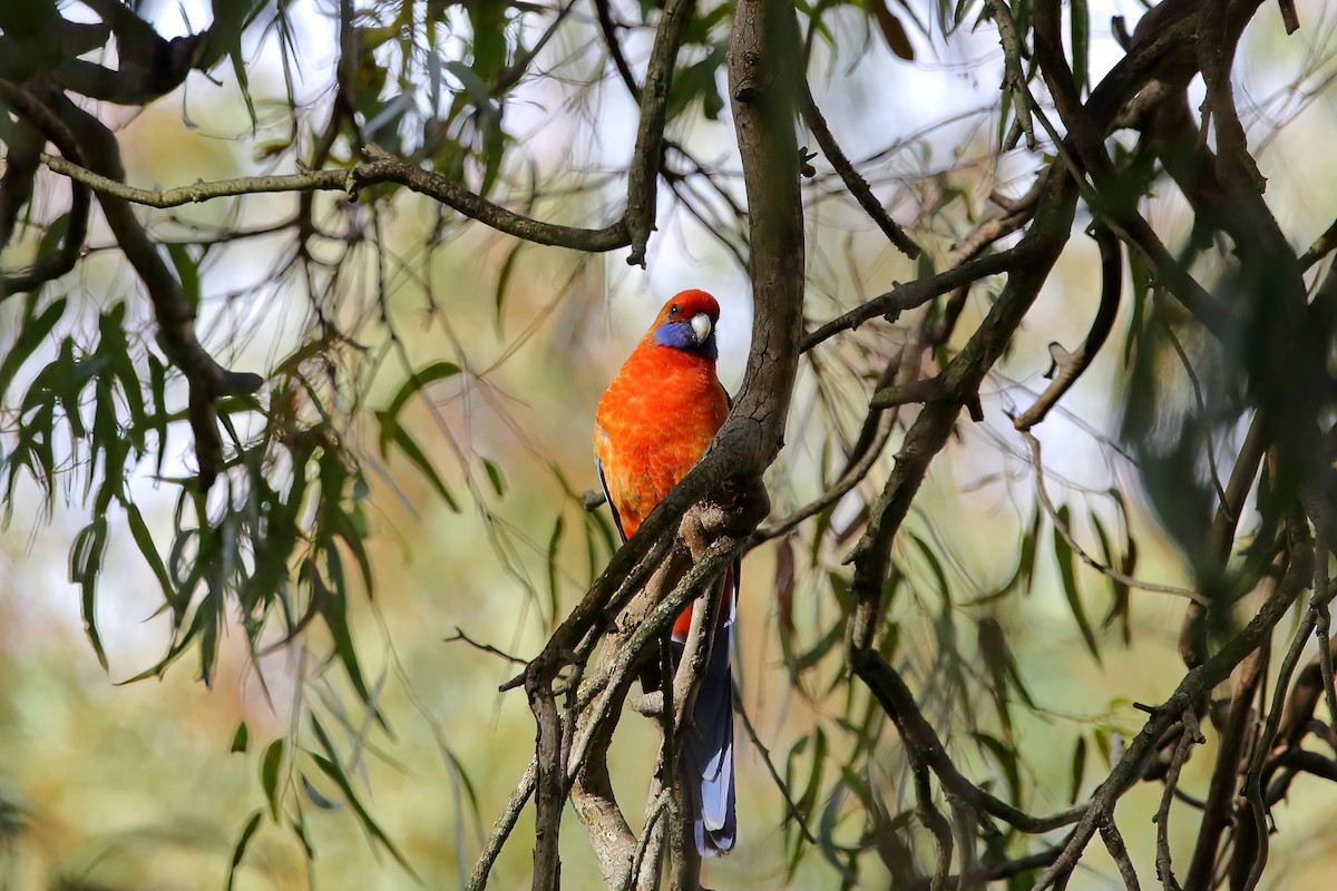 Crimson Rosella - ML476449421