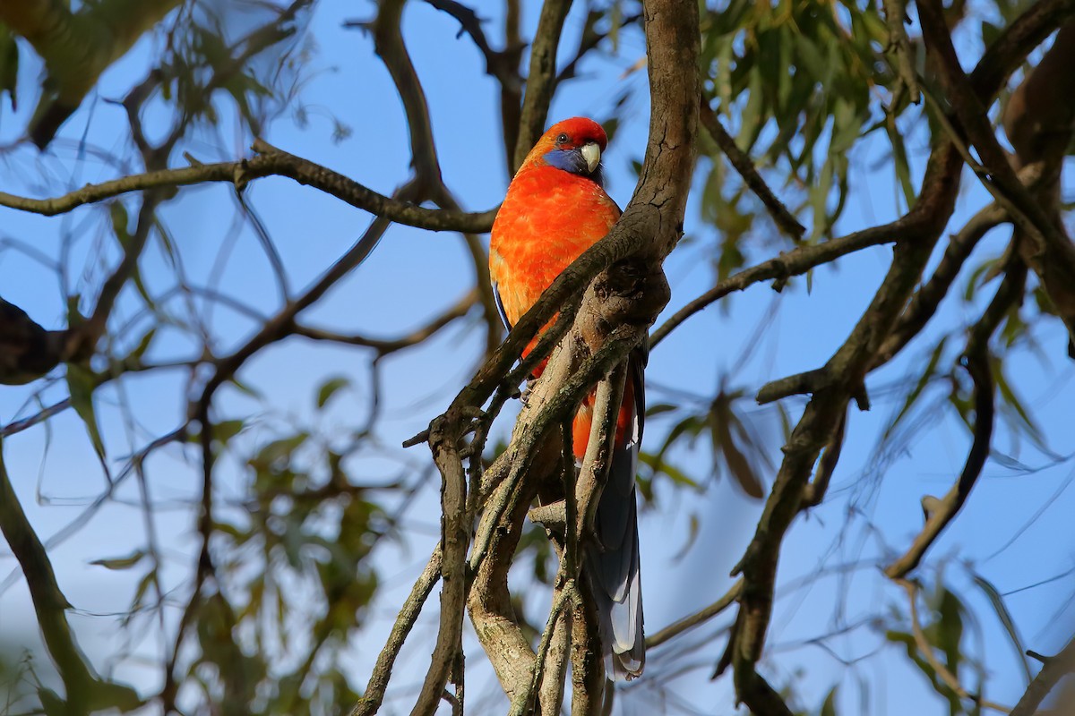 Crimson Rosella - ML476449431