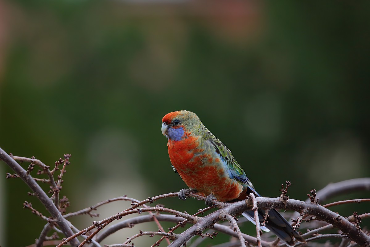 Crimson Rosella - Bruce  Hornsey