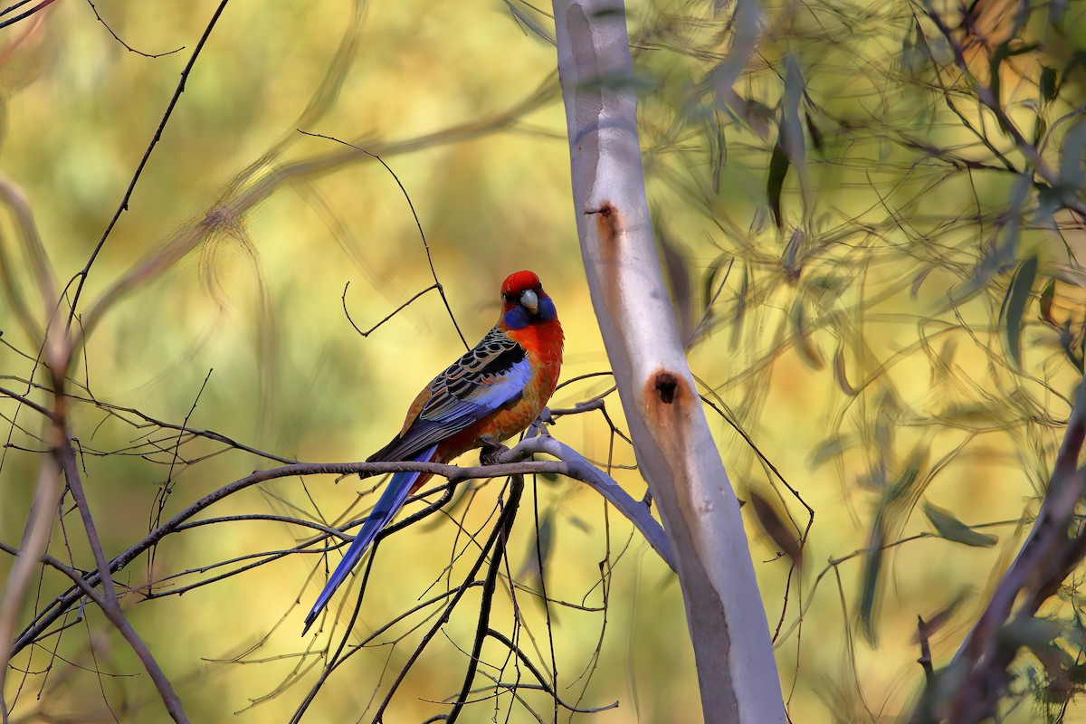 Crimson Rosella - ML476449461