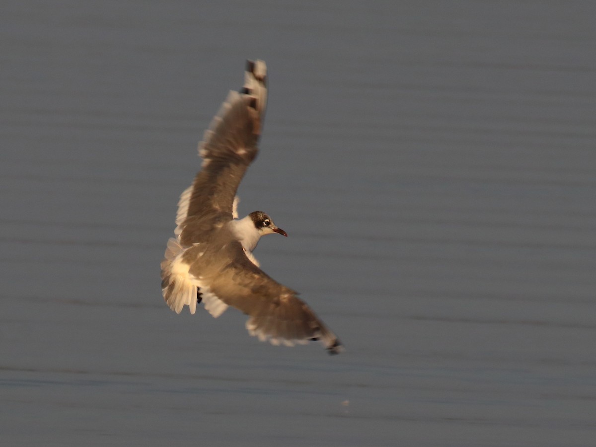 Mouette de Franklin - ML476449471