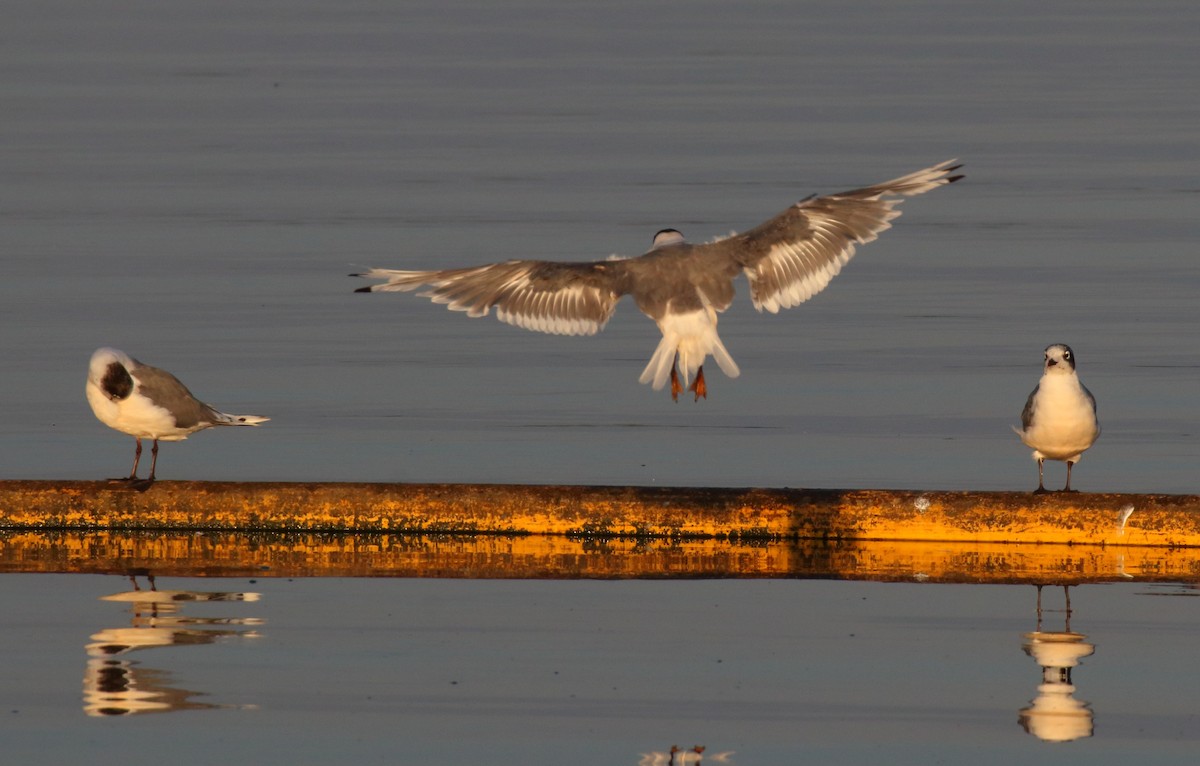 Mouette de Franklin - ML476449501