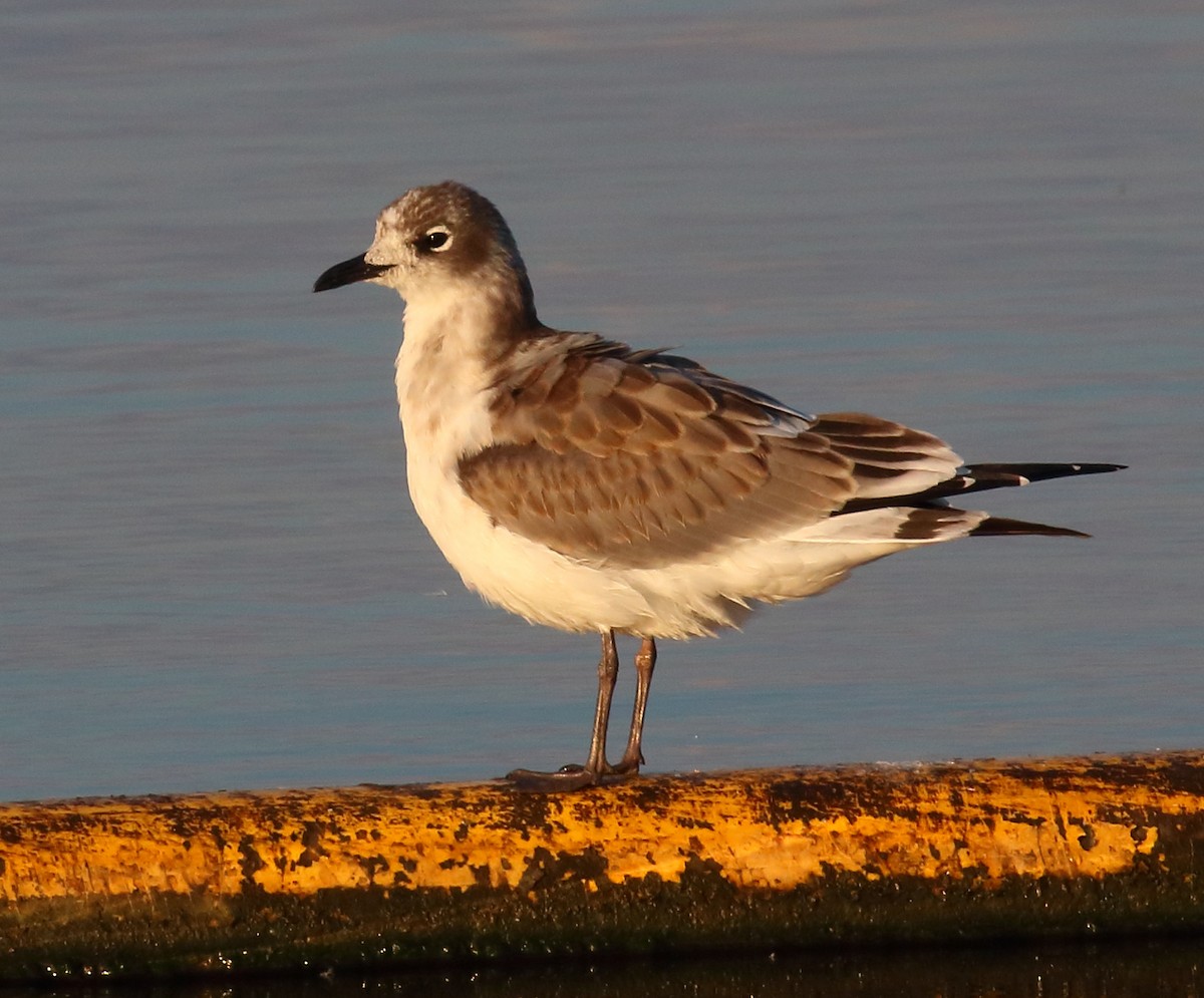 Franklin's Gull - Mark E Land