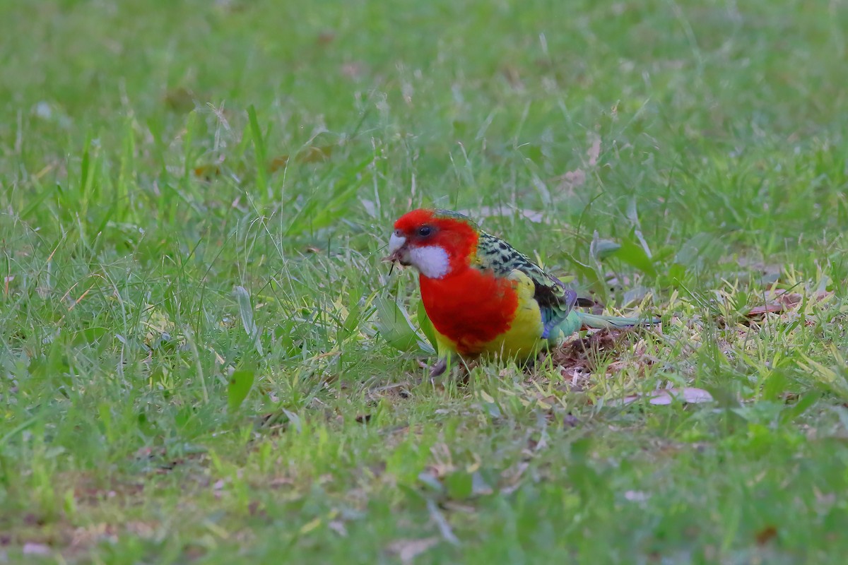 Eastern Rosella - ML476449561