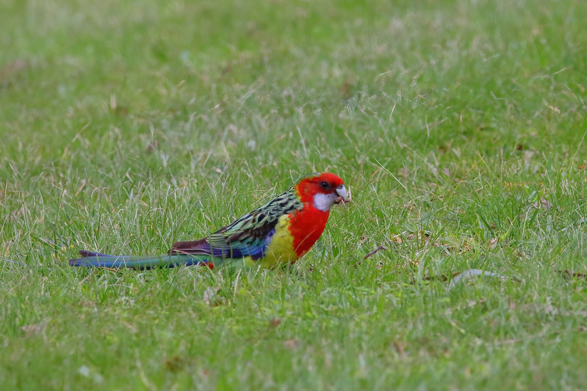 Eastern Rosella - ML476449571