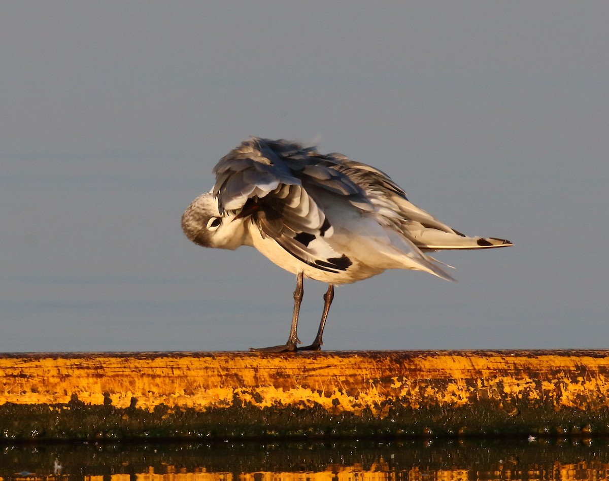 Mouette de Franklin - ML476449611